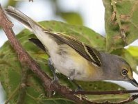 White-eyed Vireo